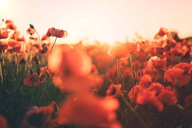 fonctionnement de la voyance